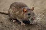 Traitement contre les rats et souris, dératisation à Saint-Aubin-Sauges 2024 Neuchâtel