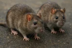 Traitement contre les rats et souris, dératisation à La Chaux-de-Fonds 2300 Neuchâtel